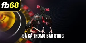 Đá Gà Thomo Bảo Sting Với Cách Truy Cập Nhanh Nhất