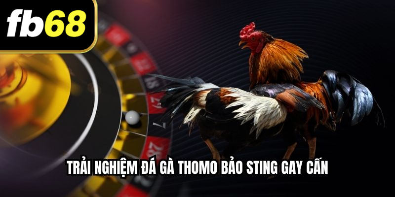 Trải nghiệm đá gà thomo bảo sting gay cấn