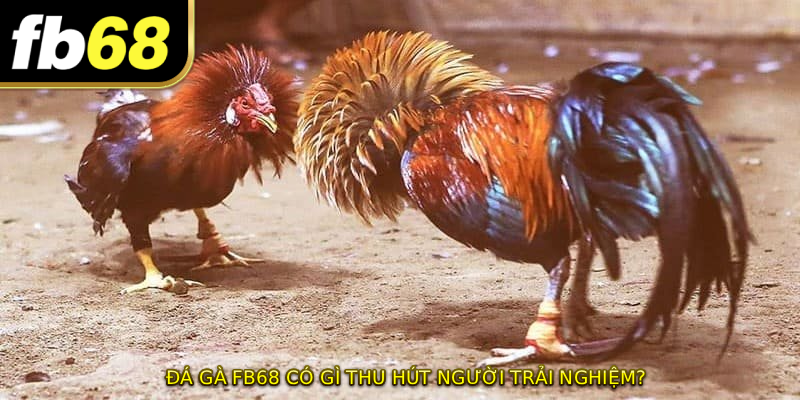 ĐÁ GÀ FB68 có gì thu hút người trải nghiệm?