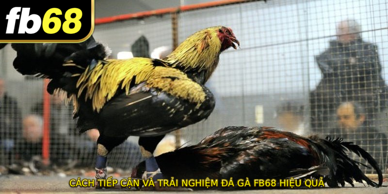 Cách tiếp cận và trải nghiệm ĐÁ GÀ FB68 hiệu quả